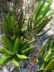 Podocarpus madagascariensis