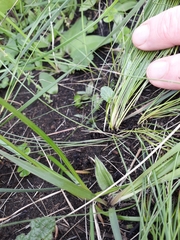 Tulbaghia acutiloba
