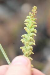 Microtis graniticola