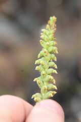 Microtis graniticola