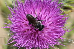 Megachile apicalis