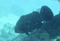 Epinephelus coeruleopunctatus