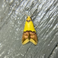 Hemibela oxyptera