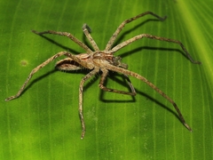 Heteropoda ocyalina
