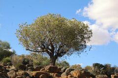 Brachychiton gregorii