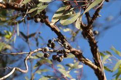 Eucalyptus caesia
