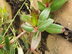 Metrosideros excelsa