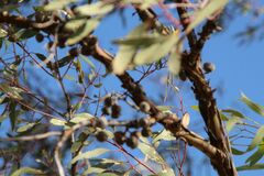 Eucalyptus caesia
