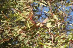 Eucalyptus caesia