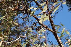 Eucalyptus caesia