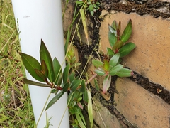 Metrosideros excelsa