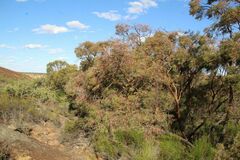 Eucalyptus caesia