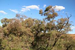 Eucalyptus caesia