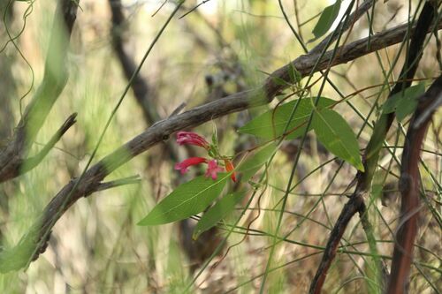 Marianthus erubescens (Marianthus erubescens)