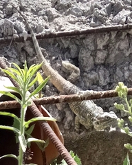 Acanthocercus atricollis