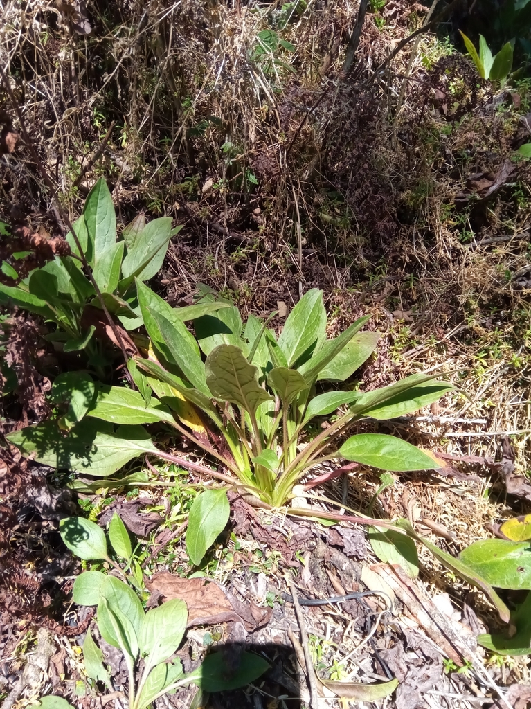 Cynoglossum tsaratananense
