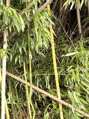 Phyllostachys aureosulcata