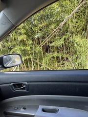 Phyllostachys aureosulcata