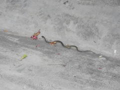 Drymobius margaritiferus