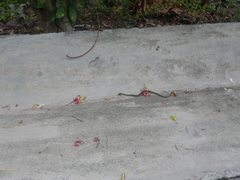 Drymobius margaritiferus