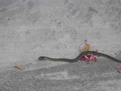 Drymobius margaritiferus