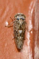 Acericerus vittifrons