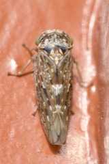 Acericerus vittifrons