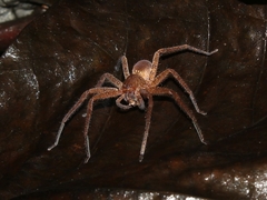 Heteropoda homstu