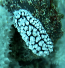 Phyllidiella