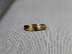 Piloprepes anassa