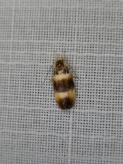 Piloprepes anassa
