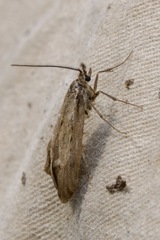 Diurnea lipsiella