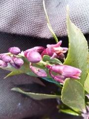 Vaccinium secundiflorum
