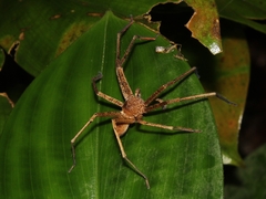 Heteropoda homstu