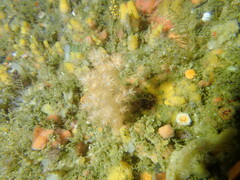 Eunephthya celata