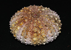 Heliocidaris