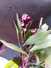 Vaccinium secundiflorum