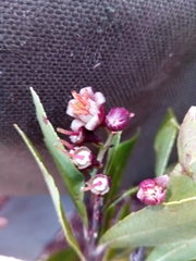 Vaccinium secundiflorum