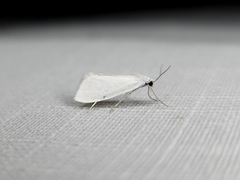 Tipanaea patulella