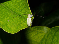Prosopocera maculosa