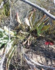 Protea laevis