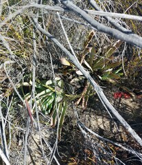Protea laevis