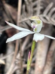 Caladenia gracilis