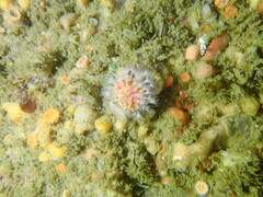 Alcyonium variabile