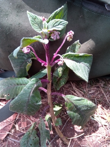 Streptocarpus suffruticosus