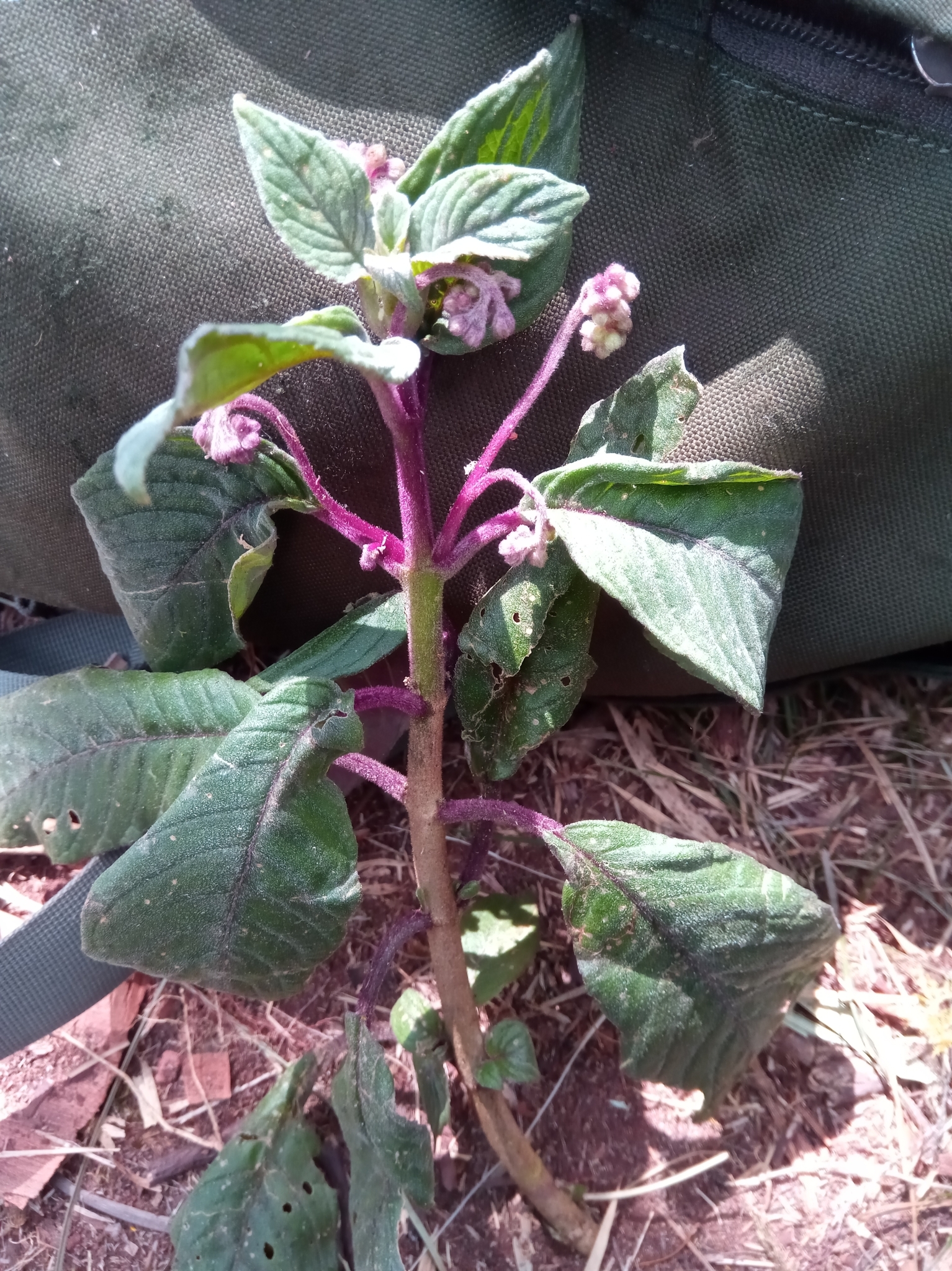 Streptocarpus suffruticosus