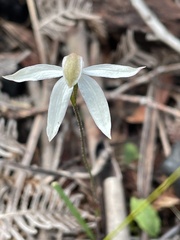Caladenia gracilis