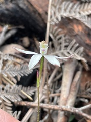 Caladenia gracilis