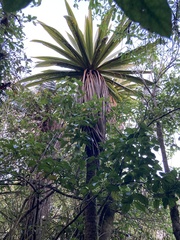 Cordyline indivisa