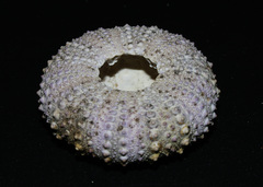 Heliocidaris